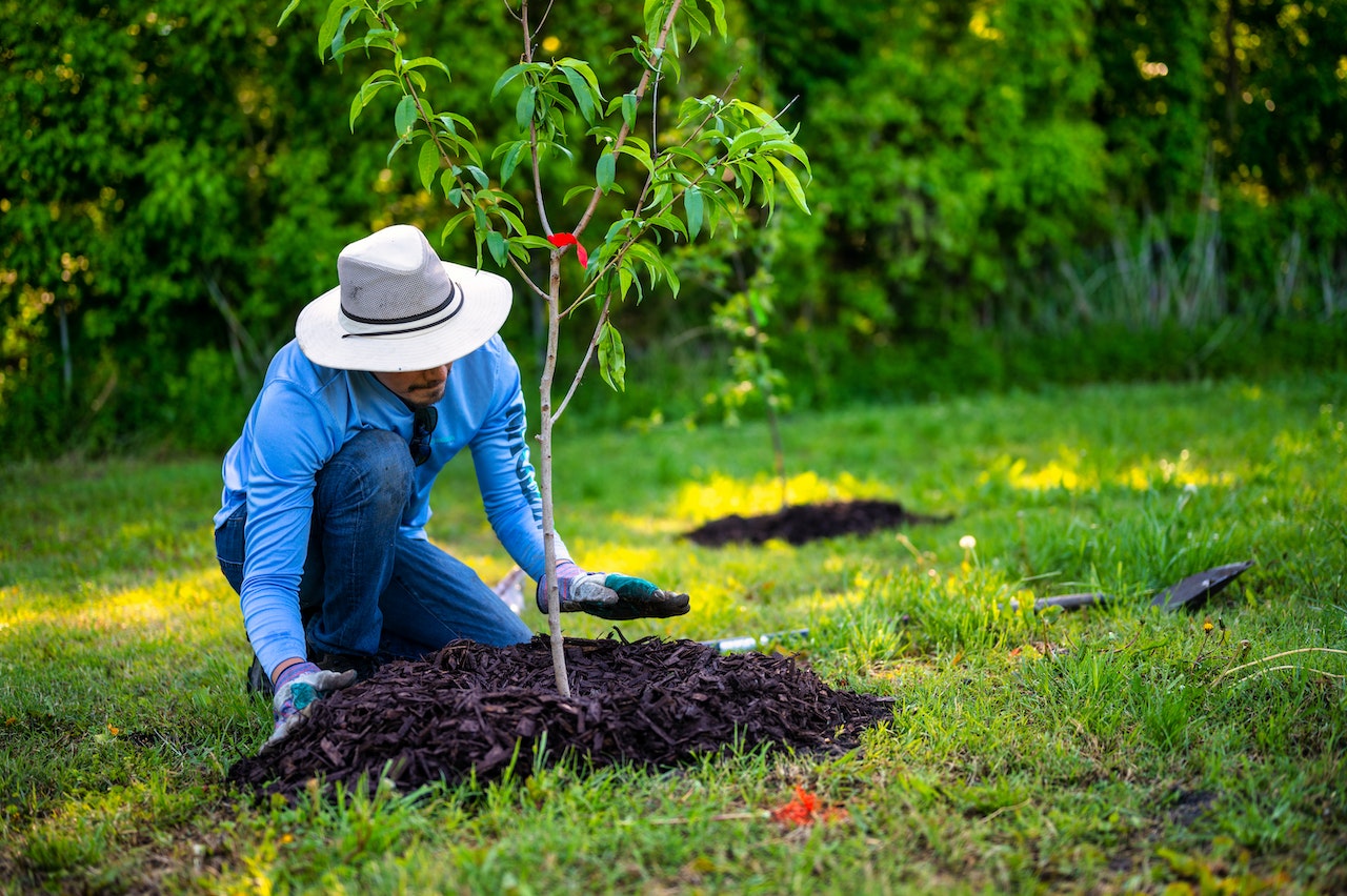 Man planting a tree - Proactive Business Strategy